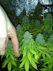 ca bud ca bud