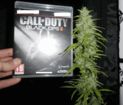 G.dydyweed
