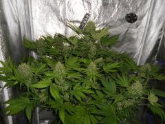ATKS Fin de floraison !