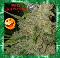 WHITE GRAPEFRUIT fin de floraison !