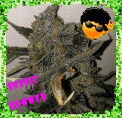 BUBBLEGUMMER fin de floraison !