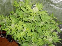ATKS fin de floraison ! (gros buds multiples)