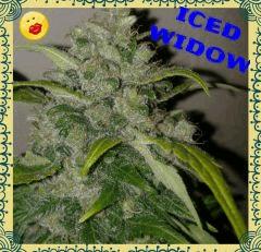 ICED WIDOW fin de floraison !