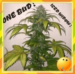 ONE BUD ICED WIDOW !