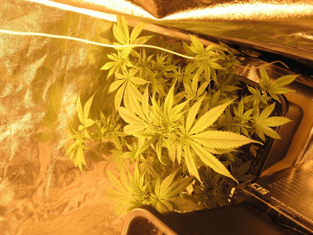 [First grow indoor]