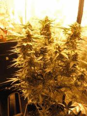 Skunk#1 auto (FLO+33)