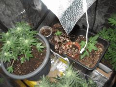 All vegetal