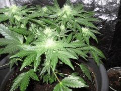 White Diesel Haze Automatic