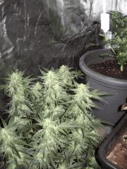 Skunk #1