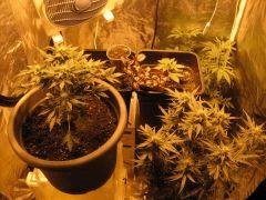 [SKunk#1][WhiteDieselHaze][AUTO]