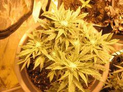 White Diesel HAZE