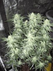 Skunk #1 AUTOMATIC night