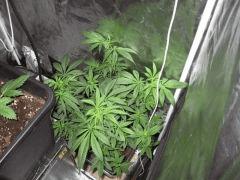 Unamed Weed