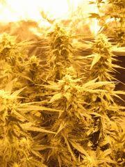 Skunk #1