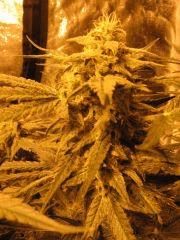BUD Skunk#1 auto