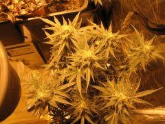 SKUNK1