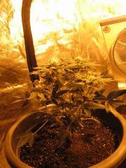 White Diesel H. auto (FLO+17)