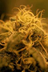 ChocolopeMiniBud