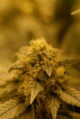 CKMiniBud