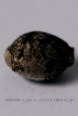 Seed