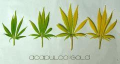 Feuilles AG2