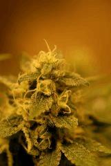 AG2 MiniBud