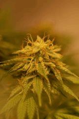 AcapulcoMiniBud