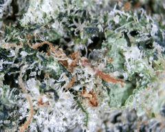 macro 3