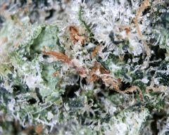 macro 2
