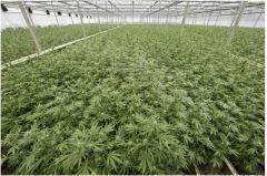 scrog no limits