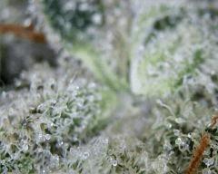 macro 1
