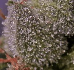 93 Jrs De Flo Sour diesel macro