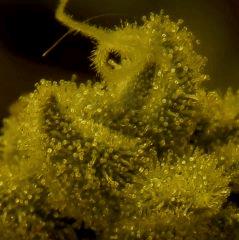 Sour Diesel 79 Jrs Flo  1