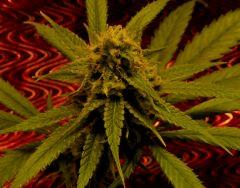 Amnesia 45 Jrs Flo  7