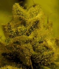 Sour Diesel  67 Jrs Flo  3