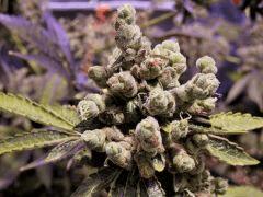 93 Jrs De Flo Sour diesel 2