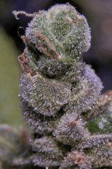 Sour Diesel - 97 jours de 12/12 - 1