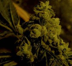 Sour Diesel 60 Jrs Flo  1