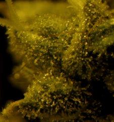 Sour Diesel 79 Jrs Flo  2