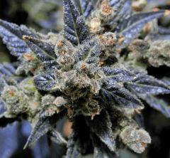 Casey Jones - 97 jours de 12/12 - 1