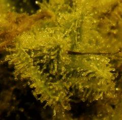 Amnesia  67 Jrs Flo  1