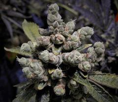 93 Jrs De Flo Sour diesel 3