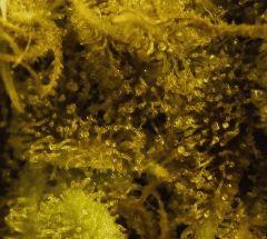 Amnesia 79 Jrs Flo  001