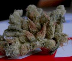Sour Diesel  20 Jrs curring  1