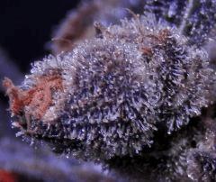 Casey Jones 102 Jrs Flo  CUT  2