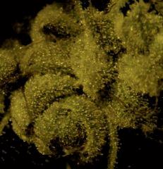 Sour Diesel 60 Jrs Flo  5bis
