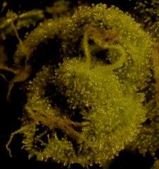 Sour Diesel 60 Jrs Flo  2
