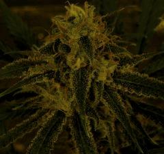Amnesia 52 Jrs Flo  2b