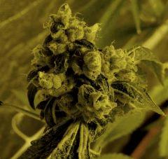 Sour Diesel  67 Jrs Flo  1