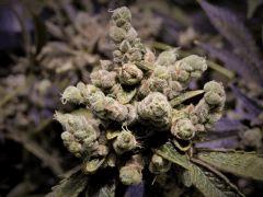 93 Jrs De Flo Sour diesel 1